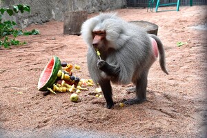 Праздник в одесском зоопарке: как кормят енотов и павианов фото 6