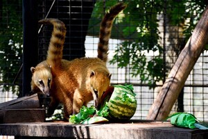 Праздник в одесском зоопарке: как кормят енотов и павианов фото 7