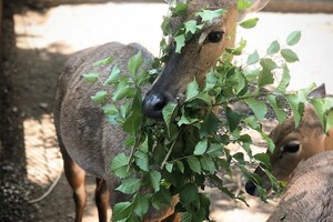 Праздник в одесском зоопарке: как кормят енотов и павианов фото 8