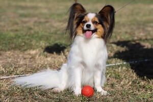 Кубок мэра: в Одессе выбрали самую красивую собаку фото 1