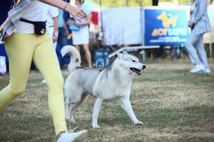 Кубок мэра: в Одессе выбрали самую красивую собаку фото 2