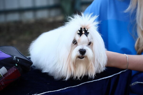 Кубок мэра: в Одессе выбрали самую красивую собаку фото 4