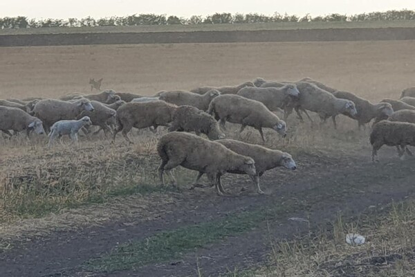 История со счастливым концом: как поживают овцы, которых спасли в Черноморске  фото 1