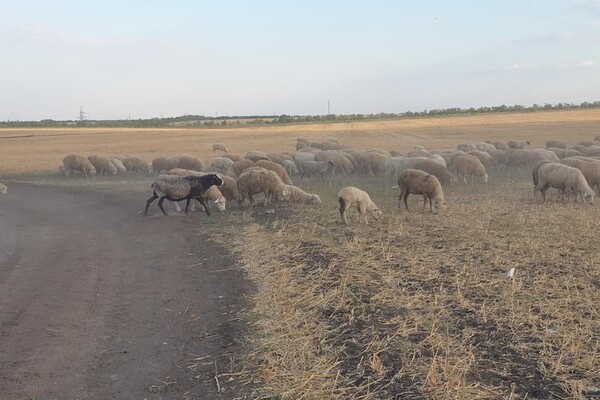 История со счастливым концом: как поживают овцы, которых спасли в Черноморске  фото 2