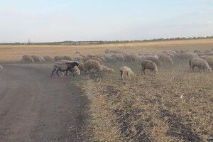 История со счастливым концом: как поживают овцы, которых спасли в Черноморске  фото 2