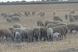 История со счастливым концом: как поживают овцы, которых спасли в Черноморске  фото 4