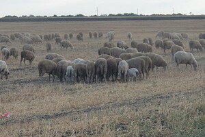 История со счастливым концом: как поживают овцы, которых спасли в Черноморске  фото 5