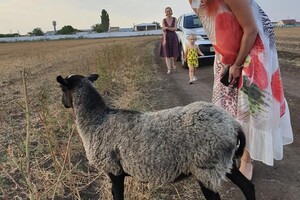 История со счастливым концом: как поживают овцы, которых спасли в Черноморске  фото 6