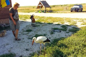 В Одесской области люди спасли слепого аиста: птицу вернули в дикую природу фото 1