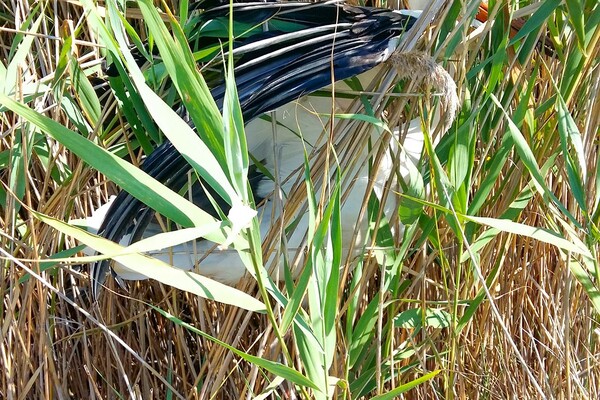В Одесской области люди спасли слепого аиста: птицу вернули в дикую природу фото 2