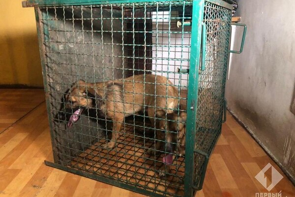 Издевались над животными: из одесской квартиры забрали девять собак фото 3