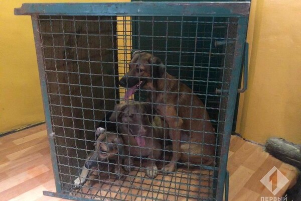 Издевались над животными: из одесской квартиры забрали девять собак фото 4