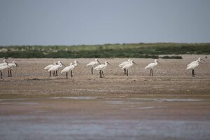 Белоснежные косари: в Одесской области гнездятся редкие птицы фото 1