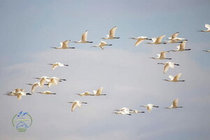 Белоснежные косари: в Одесской области гнездятся редкие птицы фото 2