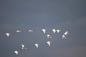 Белоснежные косари: в Одесской области гнездятся редкие птицы фото 3