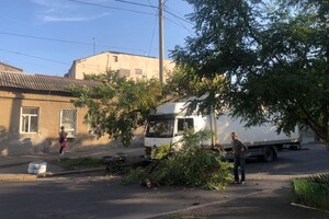Мешало проехать &quot;скорой&quot;: в центре Одессы упавшее дерево перекрыло дорогу фото 1