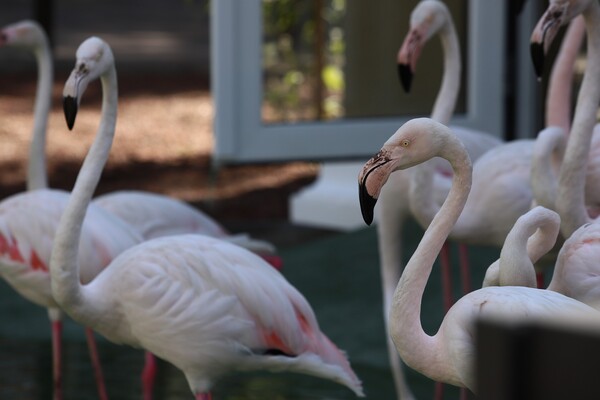 Арка, пруд и фламинго: как выглядит новый вход в Одесский зоопарк фото 1