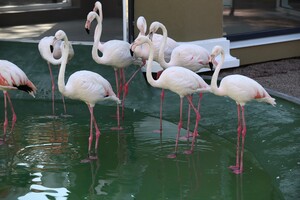 Арка, пруд и фламинго: как выглядит новый вход в Одесский зоопарк фото 2