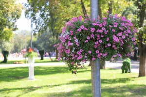 Арка, пруд и фламинго: как выглядит новый вход в Одесский зоопарк фото 11