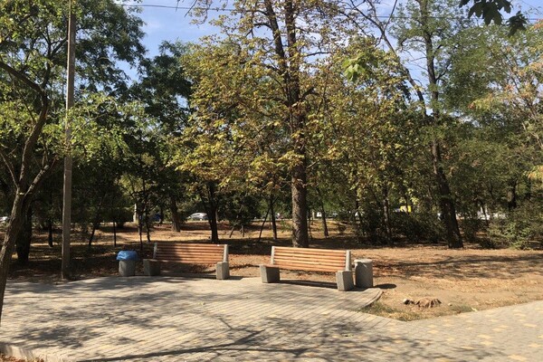 Бывшее кладбище и ботанические памятники: чем интересен сквер Старостина в Одессе  фото 82