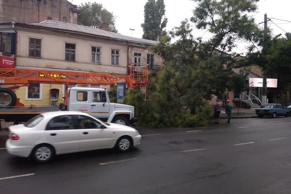 Горы веток и упавшие деревья: чем закончился шторм в Одессе фото 1