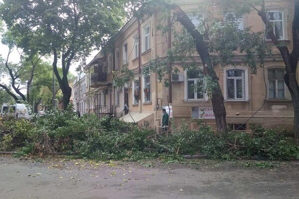 Горы веток и упавшие деревья: чем закончился шторм в Одессе фото 3