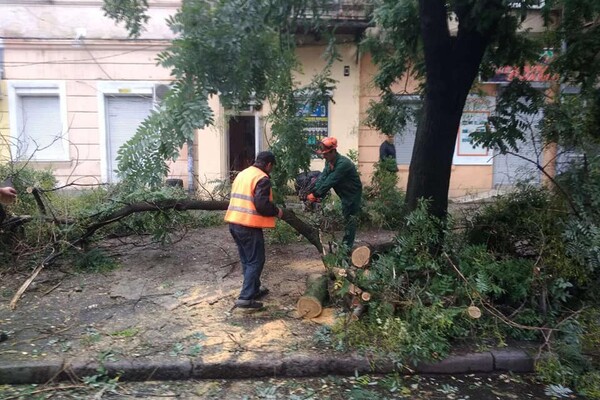Горы веток и упавшие деревья: чем закончился шторм в Одессе фото 4