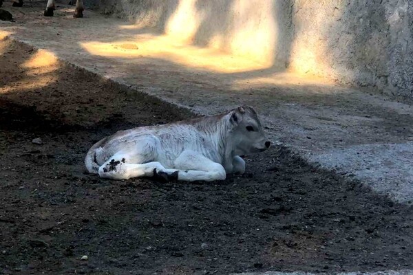 Не только зебренок: смотри, кто еще родился в Одесском зоопарке фото 3