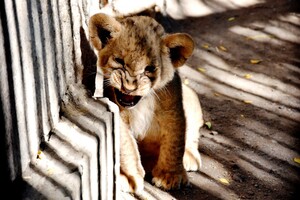 Не только зебренок: смотри, кто еще родился в Одесском зоопарке фото 4