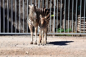Не только зебренок: смотри, кто еще родился в Одесском зоопарке фото 5