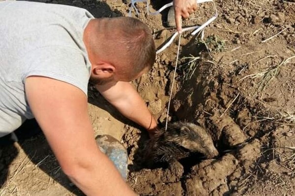 В Одесской области спасли барсука: толстяк застрял в трубе оросительной системы фото
