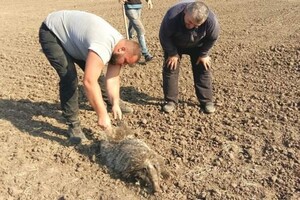 В Одесской области спасли барсука: толстяк застрял в трубе оросительной системы фото 1