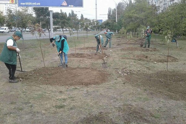Эко-акция: в Одессе учителя высадили почти сотню деревьев  фото 1