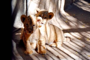 Мартышка Киви и корова Луна: как назвали малышей в Одесском зоопарке фото