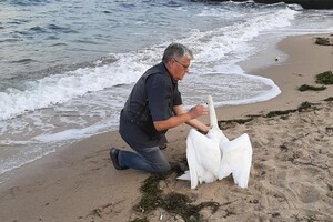На одесском пляже нашли одинокого лебедя: он не мог сделать и несколько шагов фото