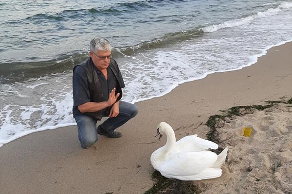 На одесском пляже нашли одинокого лебедя: он не мог сделать и несколько шагов фото 1