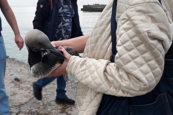 Близкая родственница пингвинов: на одесском пляже спасли редкую птицу фото 3