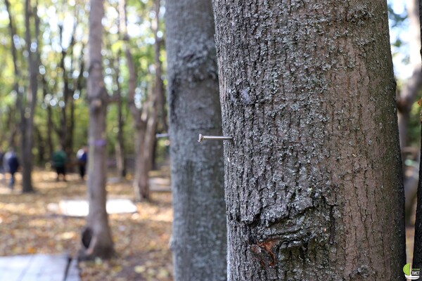 В Одессе пейнтбольный клуб захватил лесопарк: повреждены десятки деревьев фото