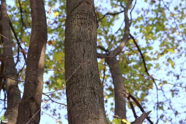 В Одессе пейнтбольный клуб захватил лесопарк: повреждены десятки деревьев фото 10