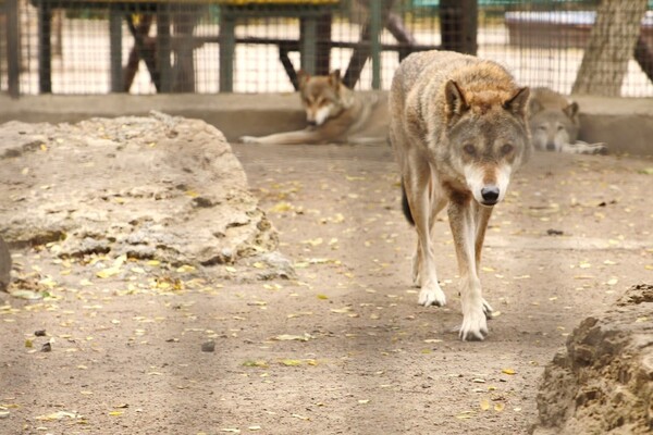 Одесский зоопарк готовится к зиме: там утепляют вольеры и откармливают животных фото