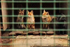 Одесский зоопарк готовится к зиме: там утепляют вольеры и откармливают животных фото 2