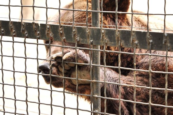 Одесский зоопарк готовится к зиме: там утепляют вольеры и откармливают животных фото 5