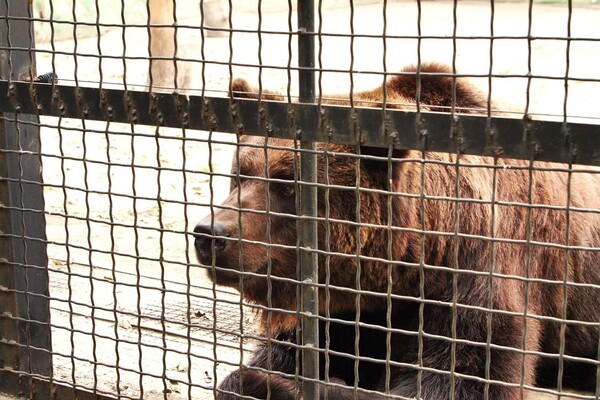 Одесский зоопарк готовится к зиме: там утепляют вольеры и откармливают животных фото 6