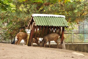 Одесский зоопарк готовится к зиме: там утепляют вольеры и откармливают животных фото 7