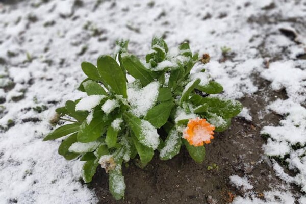 В последний день осени: на юге Одесской области выпал первый снег фото 4