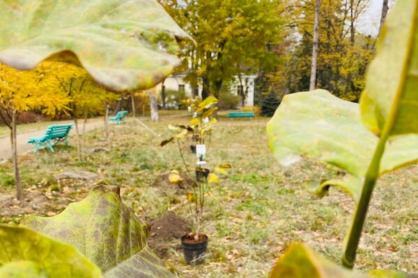 Доброе дело: в Одессе высадили две аллеи магнолий фото