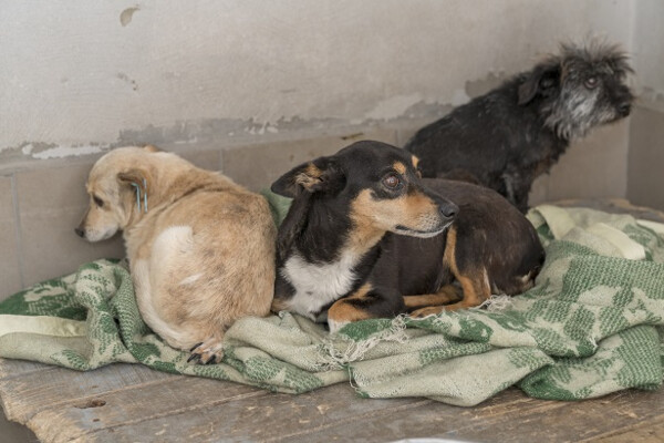 Не оставайся равнодушным: одесский приют просит помочь теплыми вещами фото 1