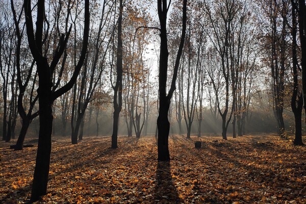 Полюбуйся: одесский парк окутал густой туман, а пляжи накрыло пеной фото