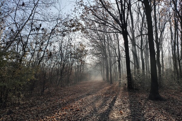 Полюбуйся: одесский парк окутал густой туман, а пляжи накрыло пеной фото 5
