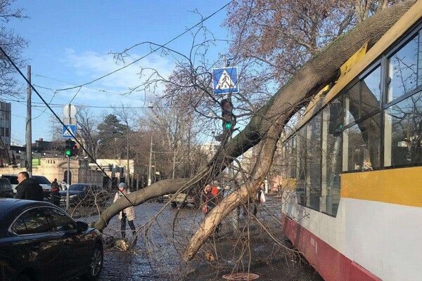 Ветреный день: в двух районах Одессы трамваи привалило деревьями фото 1